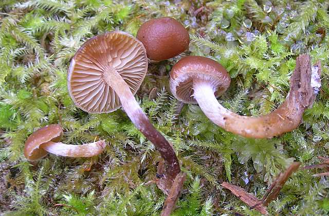 Una strana Galerina  lillipuziana